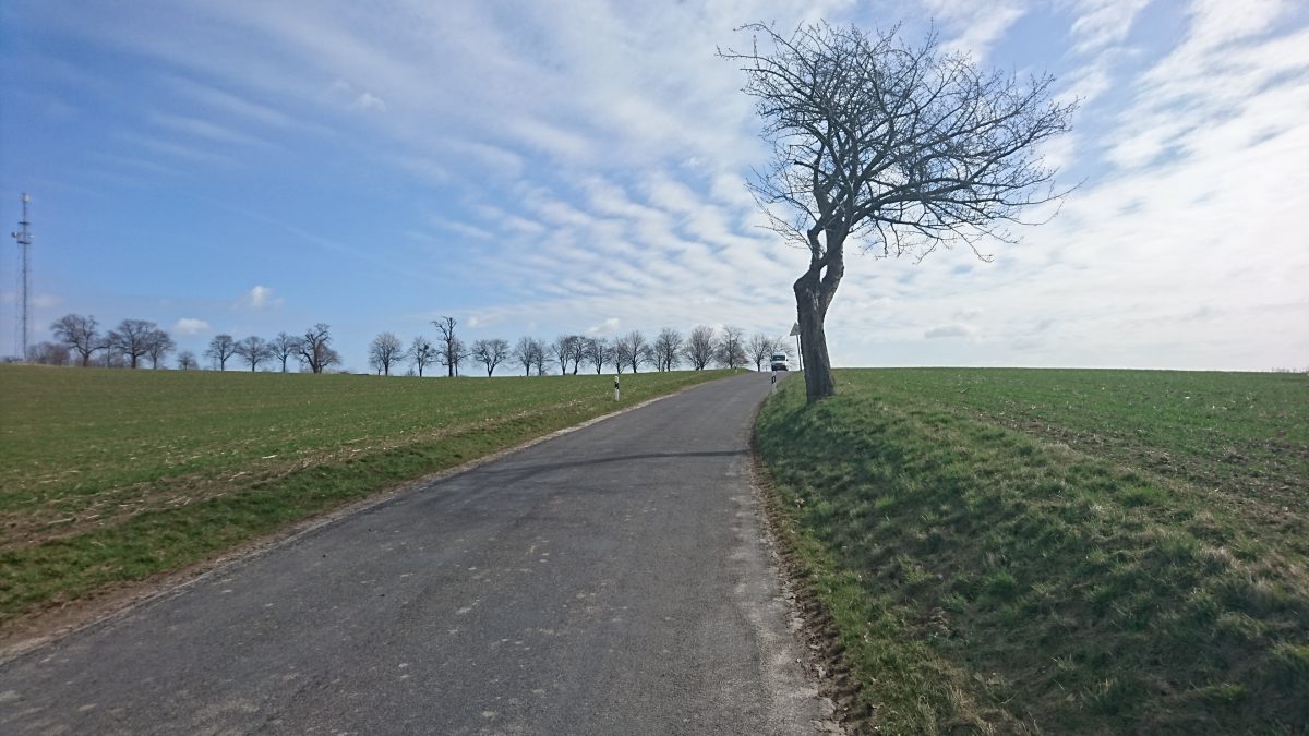 Lindenallee am Schellenberg (206 m) bei Weicha (Stadt Weißenberg).