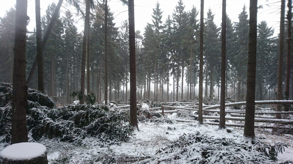 Von »Herwart« gestaltete Waldfläche am Nordhang des Mönchswalder Berges.